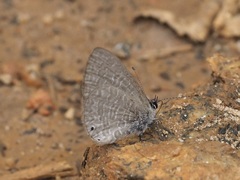 Pseudonacaduba sichela sichela