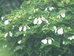 Morinda asteroscepa