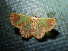 Zamarada tristrigoides