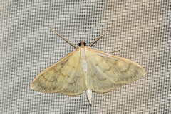 Paratalanta hyalinalis