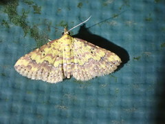 Cerynea thermesialis