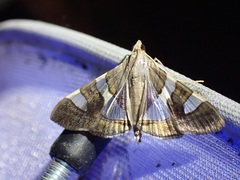 Glyphodes bitriangulalis