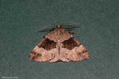 Pseudocoremia pergrata