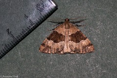 Pseudocoremia pergrata