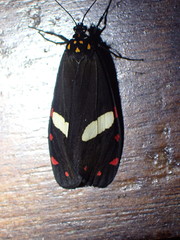 Utetheisa elata