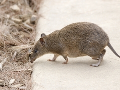 Isoodon obesulus obesulus