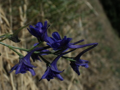 Delphinium verdunense
