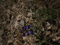 Delphinium verdunense