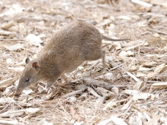 Isoodon obesulus obesulus