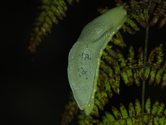 Urocyclidae