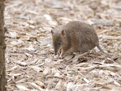 Isoodon obesulus obesulus