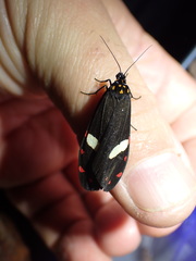 Utetheisa elata