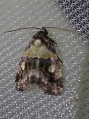 Xanthomera leucoglene