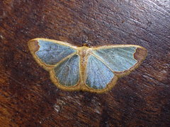 Zamarada pinheyi