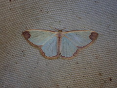 Zamarada pinheyi
