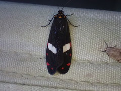 Utetheisa elata