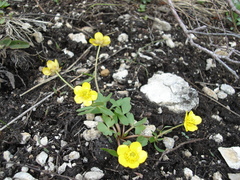 Ranunculus polyrhizos