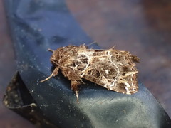 Callopistria subroseata