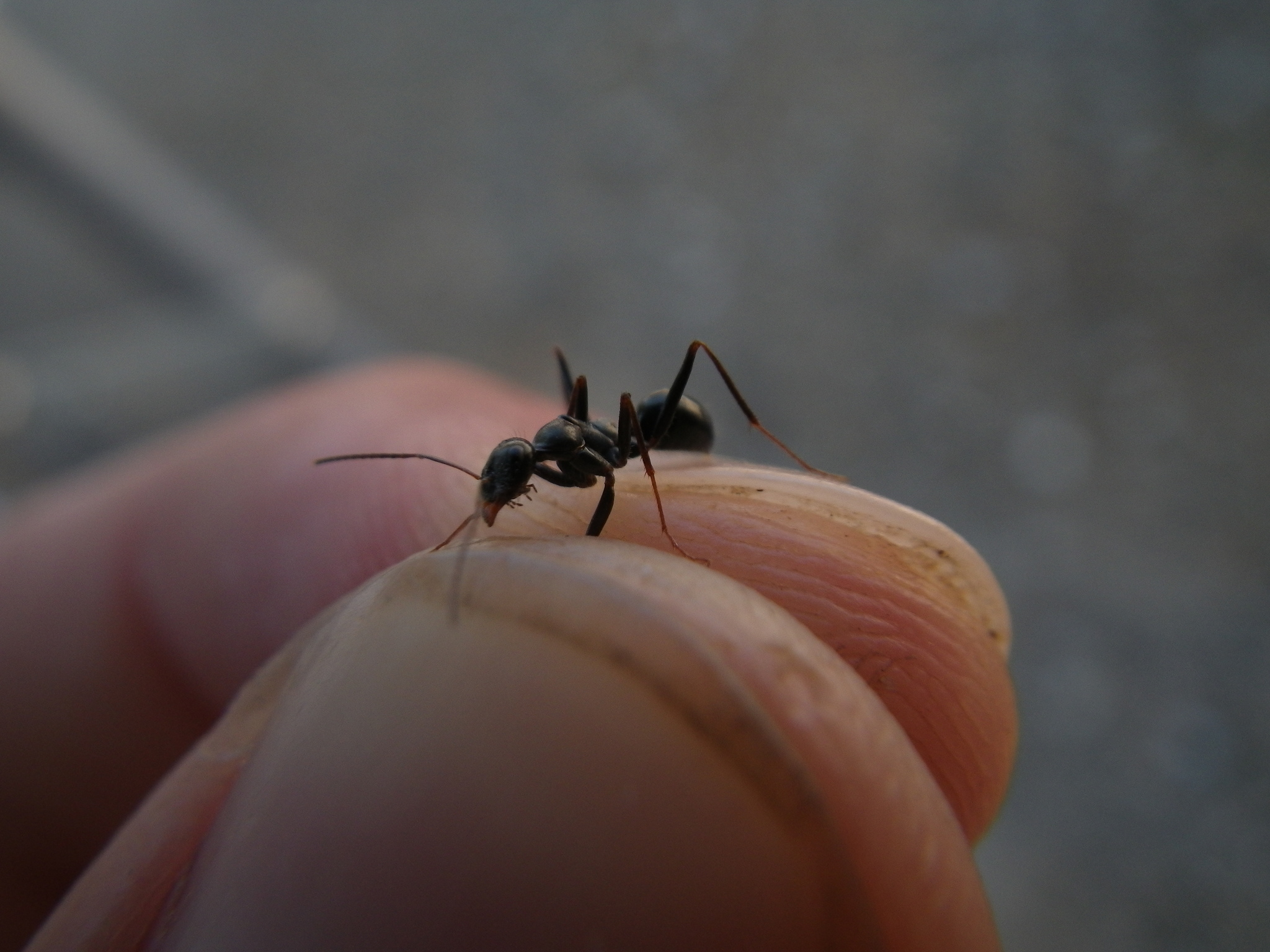 Cataglyphis piliscapa