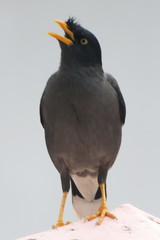 Acridotheres javanicus