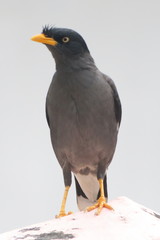 Acridotheres javanicus