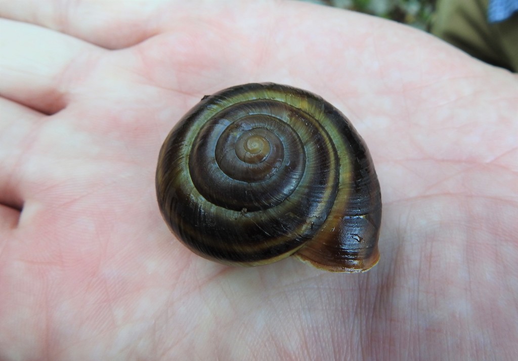 Dinarica pouzolzii
