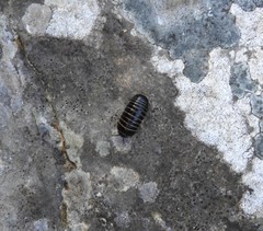 Glomerinae