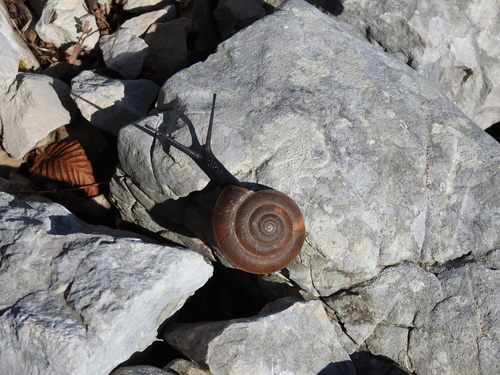 Albanski pasjak (Paraegopis albanicus)