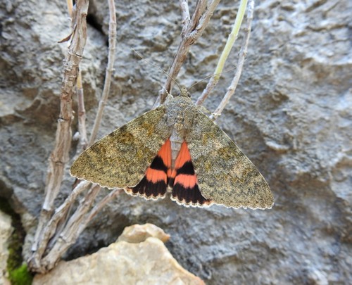 stužkavec topoľový (Catocala elocata)