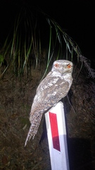 Podargus papuensis