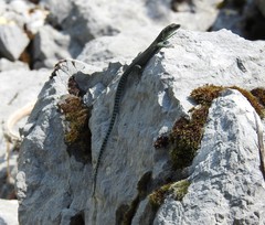 Dalmatolacerta oxycephala