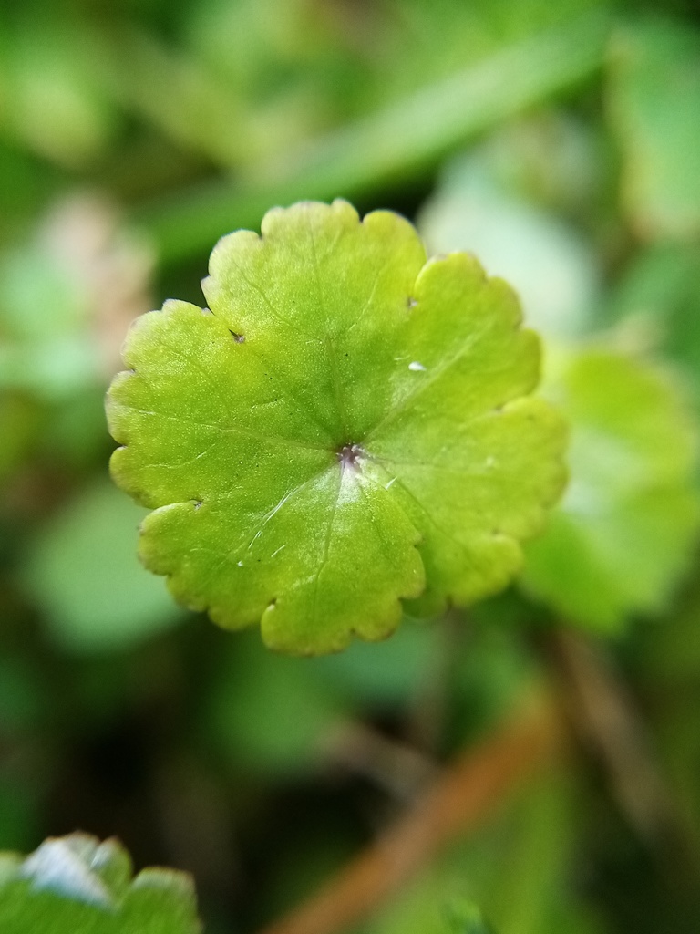 Hydrocotyle microphylla