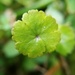 Hydrocotyle microphylla - Photo (c) reinderw, some rights reserved (CC BY-NC), uploaded by reinderw