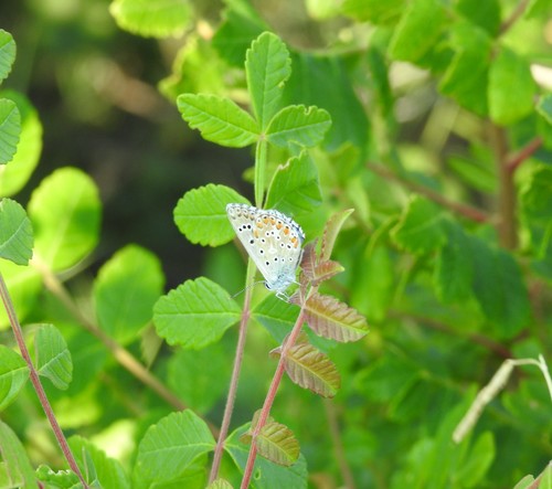 Nebeskomodri plavac (Polyommatus bellargus)