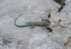 Dalmatolacerta oxycephala