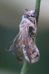 Lipotriches ceratina