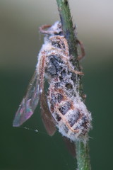 Lipotriches ceratina