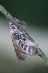 Lipotriches ceratina