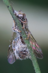 Lipotriches ceratina