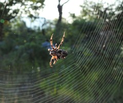 Araneus circe