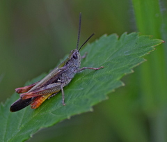 Chorthippus maritimus maritimus