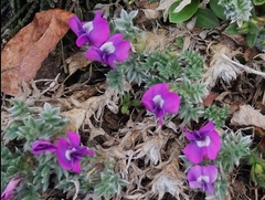 Oxytropis pumilio
