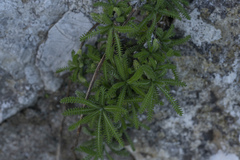 Achillea cretica
