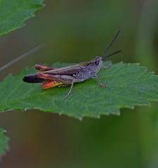 Chorthippus maritimus maritimus