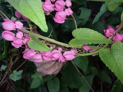 Antigonon