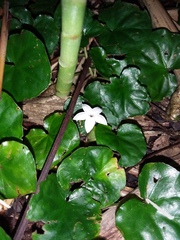 Geophila