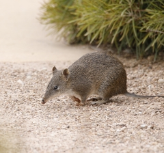 Isoodon obesulus obesulus