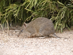 Isoodon obesulus obesulus