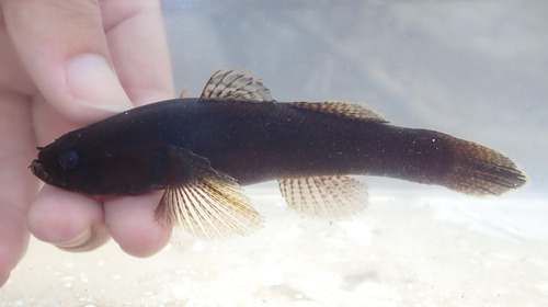 Black gudgeon (Eleotris melanosoma) — Eleotridae — 5