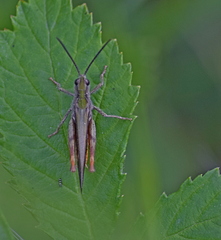 Chorthippus maritimus maritimus